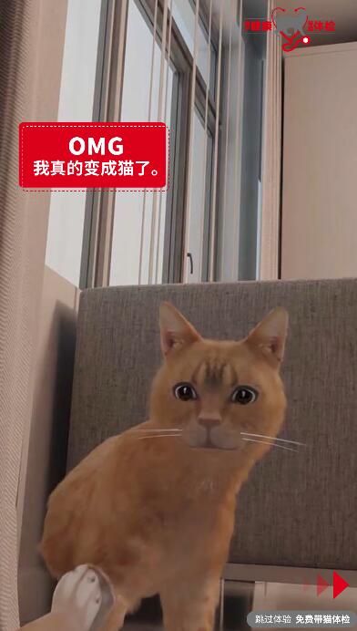 镜子猫抬爪