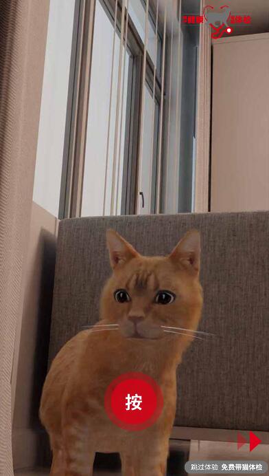 镜子里猫